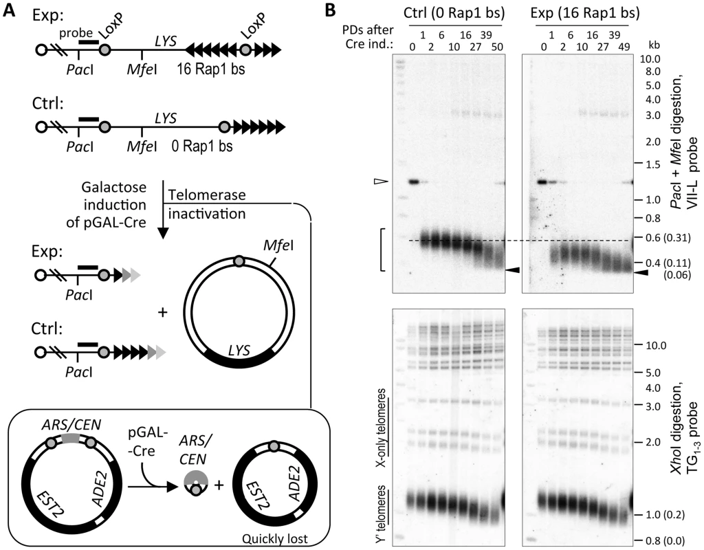 Telomere shortening reaches the limit at ∼60 bp of TG<sub>1–3</sub> repeats.