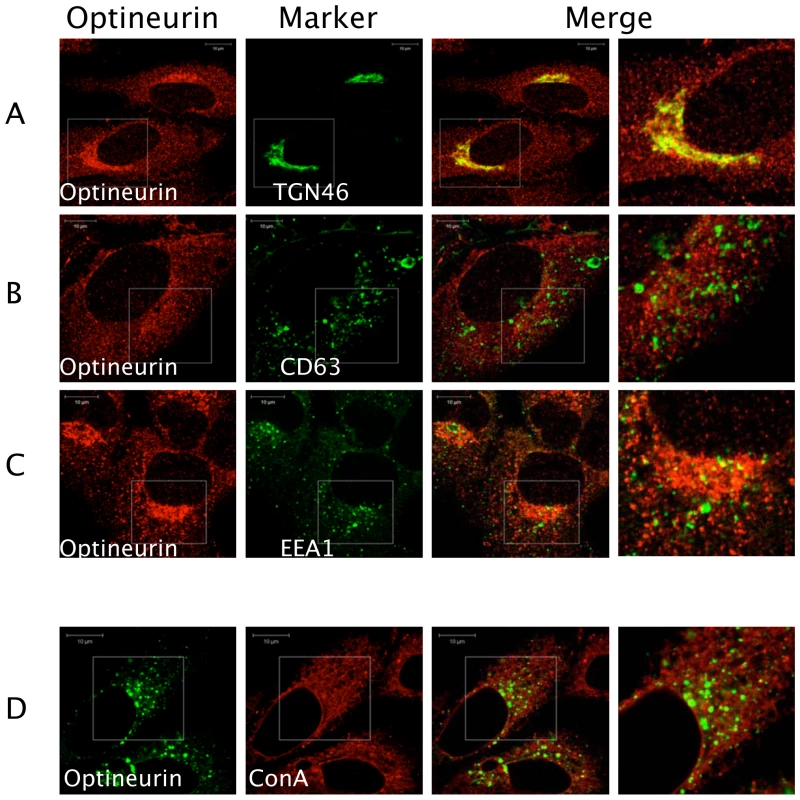 Optineurin distributes to a TGN like cellular compartment.