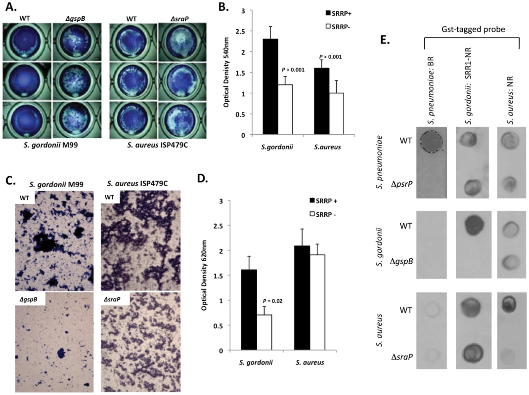 The SRRPs of <i>S. gordonii</i> and <i>S. aureus</i> promote bacterial aggregation.
