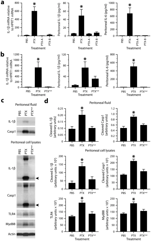 The ability of PTX to induce the IL-1β−IL-6 cascade depends on the integrity of its multimeric structure and enzymatic activity.