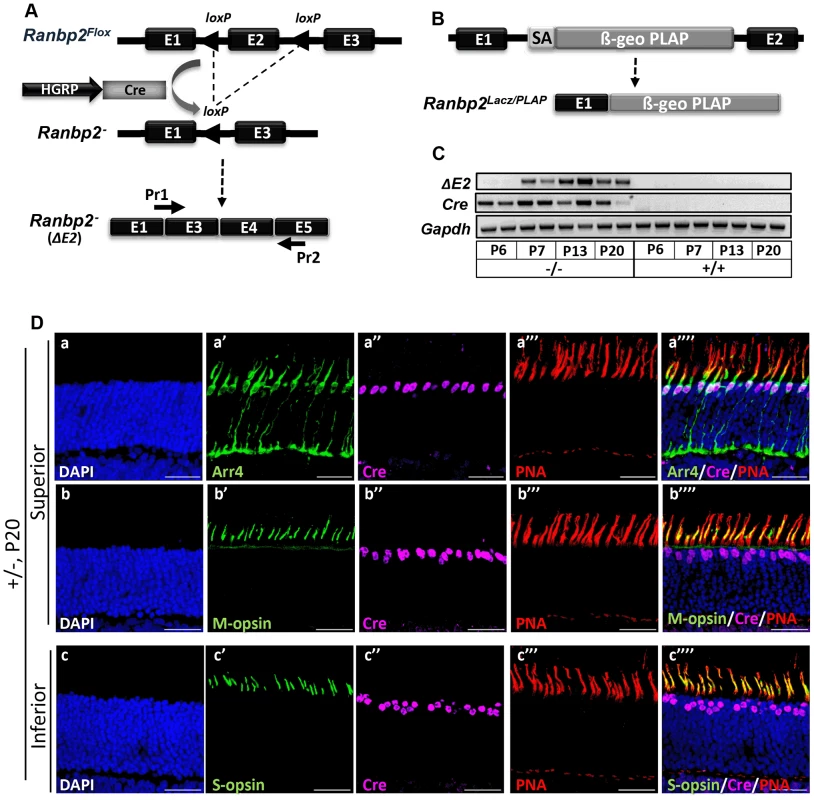 Cre-mediated ablation of <i>Ranbp2</i> selectively in cone photoreceptors.