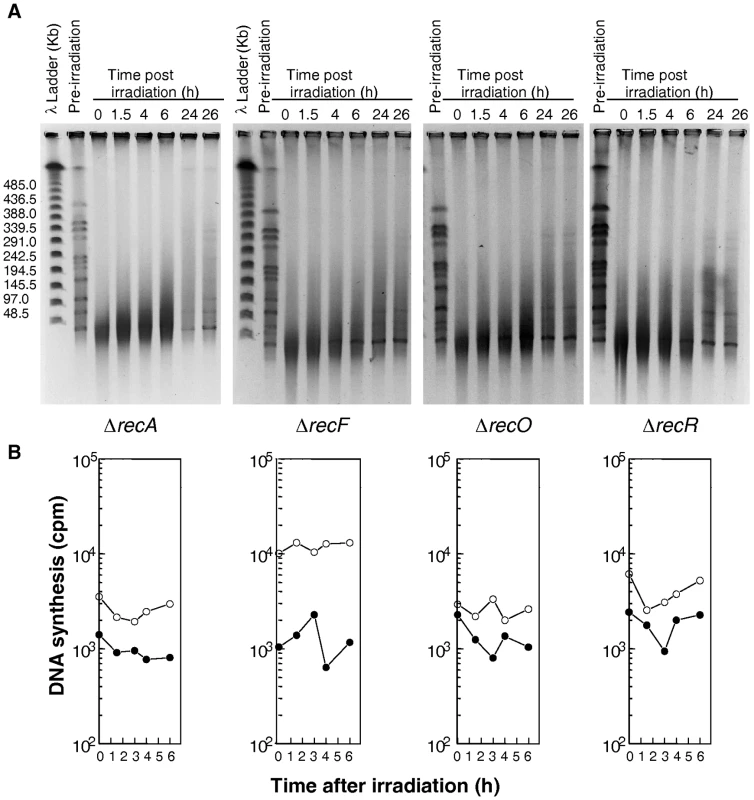 DNA repair and DNA synthesis in Δ<i>recA</i>, Δ<i>recF</i>, Δ<i>recO</i>, and Δ<i>recR</i> mutants.