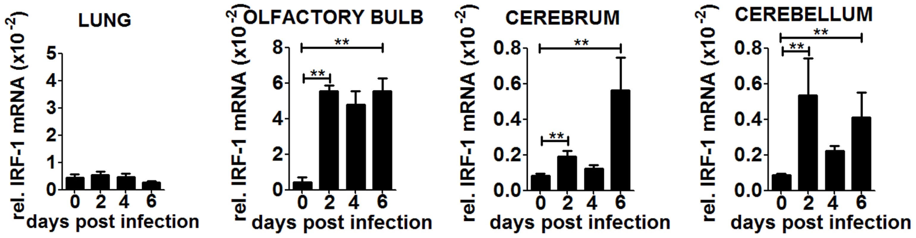 IRF-1 is induced at later states during VSV infection in the brain.