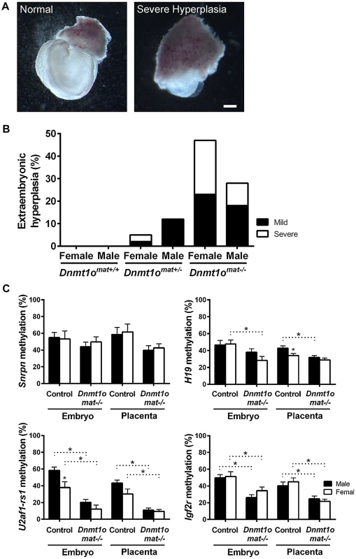 Morphological phenotypes in 9.5dpc extraembryonic tissues associated with DNMT1o deficiency of <i>Dnmt1o<sup>mat−/−</sup></i> offspring.