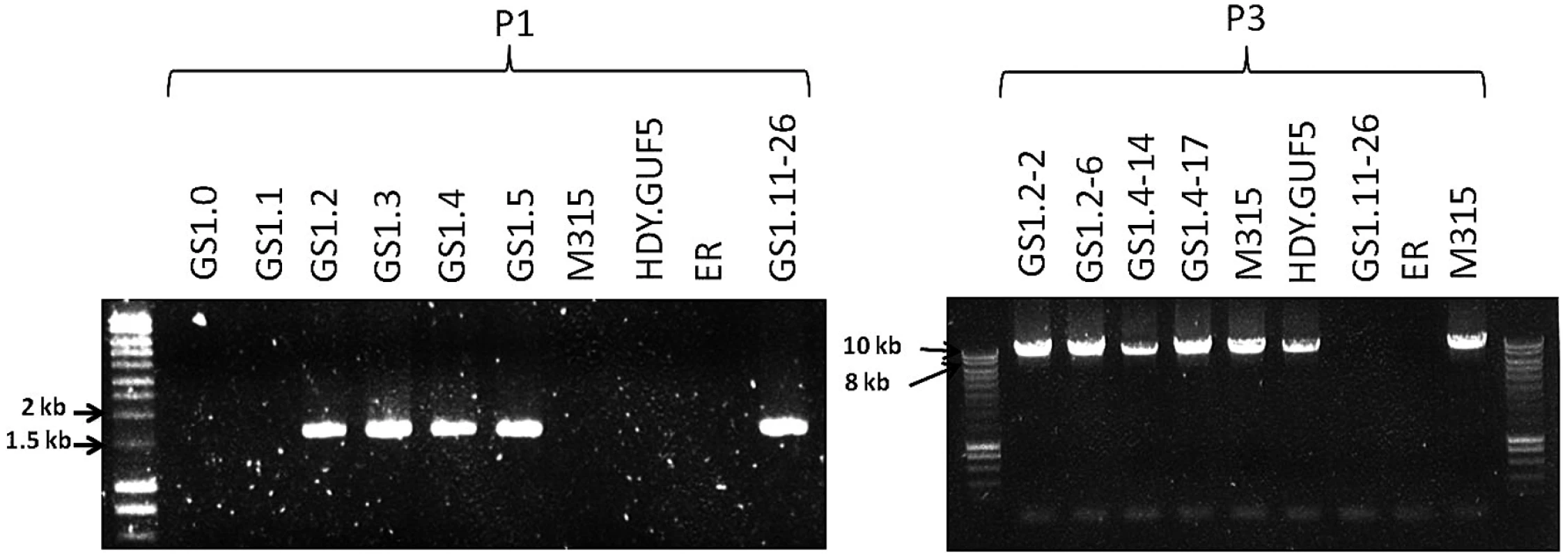 Evaluation of the <i>XylA-</i>locus in cultures and single cell clones obtained from the various stages of the evolutionary adaptation process.