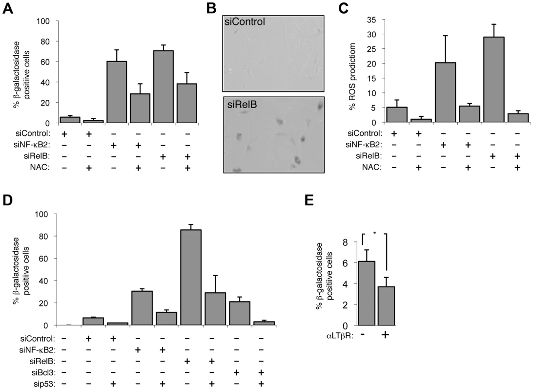 The alternative NF-κB pathway suppresses p53 mediated senescence in primary fibroblasts.
