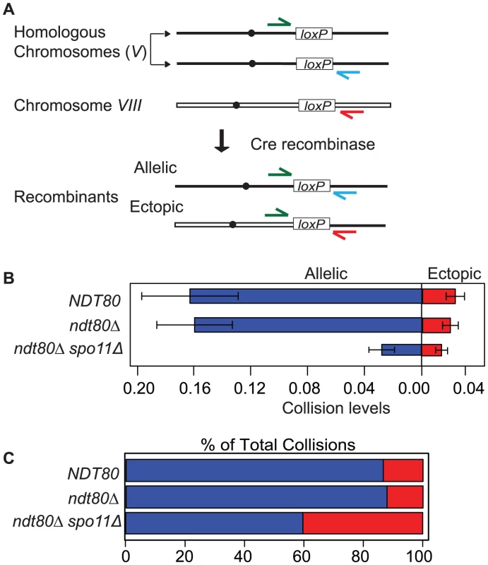 Inter-chromosomal collision assay.