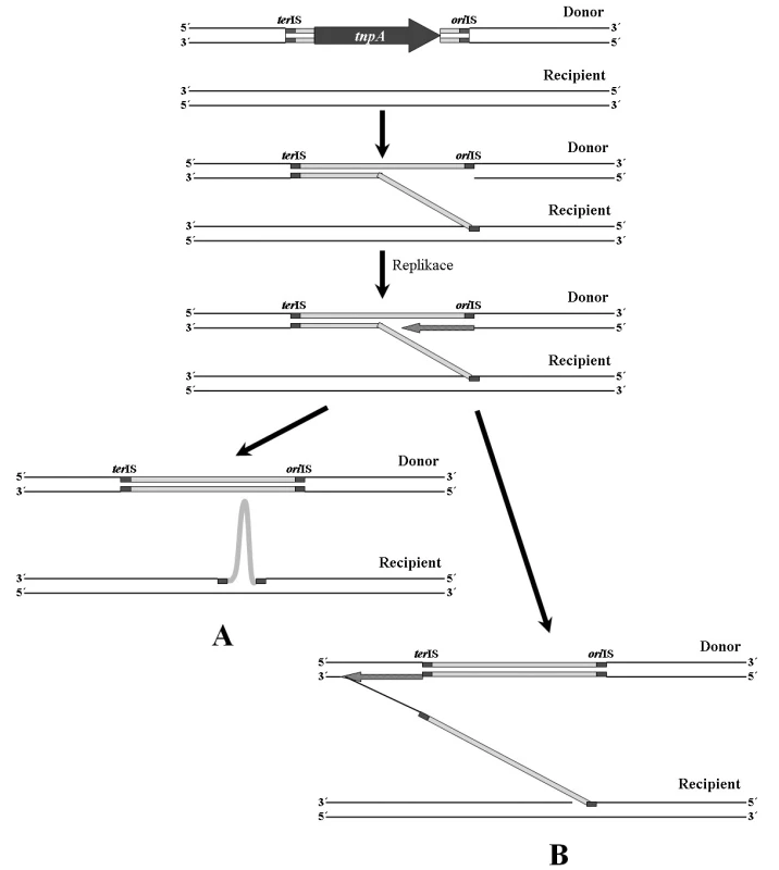 Mechanismus RC transpozice. A – při replikaci je rozpoznáno
místo terIS a dochází k přenosu pouze samotné
inserční sekvence. B – terIS není rozpoznáno a replikace
pokračuje. Následně dochází k přenosu delšího úseku DNA
než je samotná IS.
<b>Fig. 3.</b> RC transposition mechanism. A – the terIS site is
recognized during replication and only the insertion sequence
is transposed. B – the terIS site is not recognized and replication
is going on. Subsequently a longer DNA part than the
single IS is transposed.