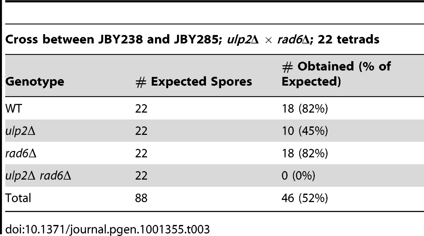Genetic interactions between <i>ulp2</i>Δ and <i>rad6</i>Δ mutants.