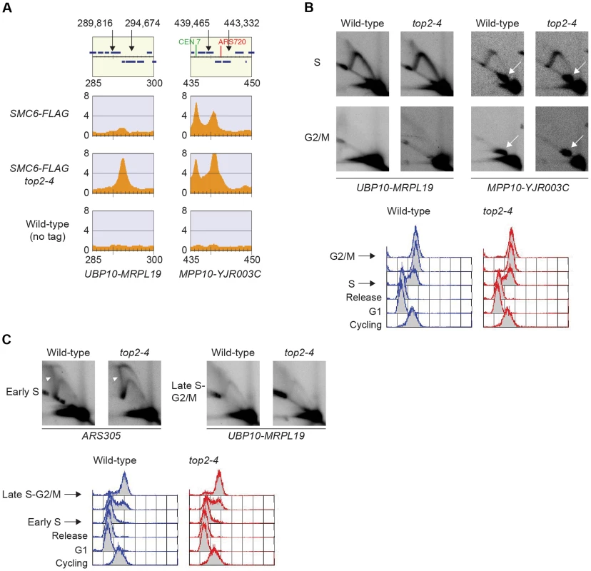 Chromosomal regions where Smc5/6 accumulates after Top2 inhibition show no sign of persistent replication or recombination intermediates.