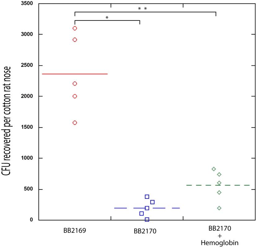 Nasal Colonization of <i>S. aureus</i> containing a <i>RNAIII</i> expression vector (BB2170) or vector control (BB2169) in the cotton rat model.