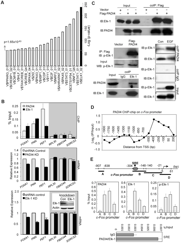 Co-occupancy by PADI4 and Elk-1 on a subset of Elk-1 target gene promoters.