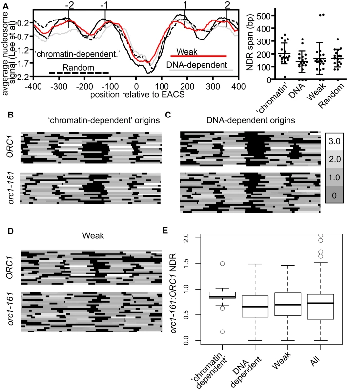 Local nucleosome architecture and its dependence on ORC around selected groups of origins.