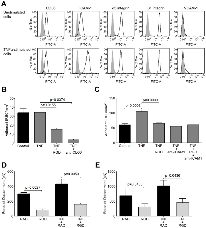 Inhibition of IRBC cytoadherence and adhesive force on TNF-α-stimulated HDMEC by RGD peptide.