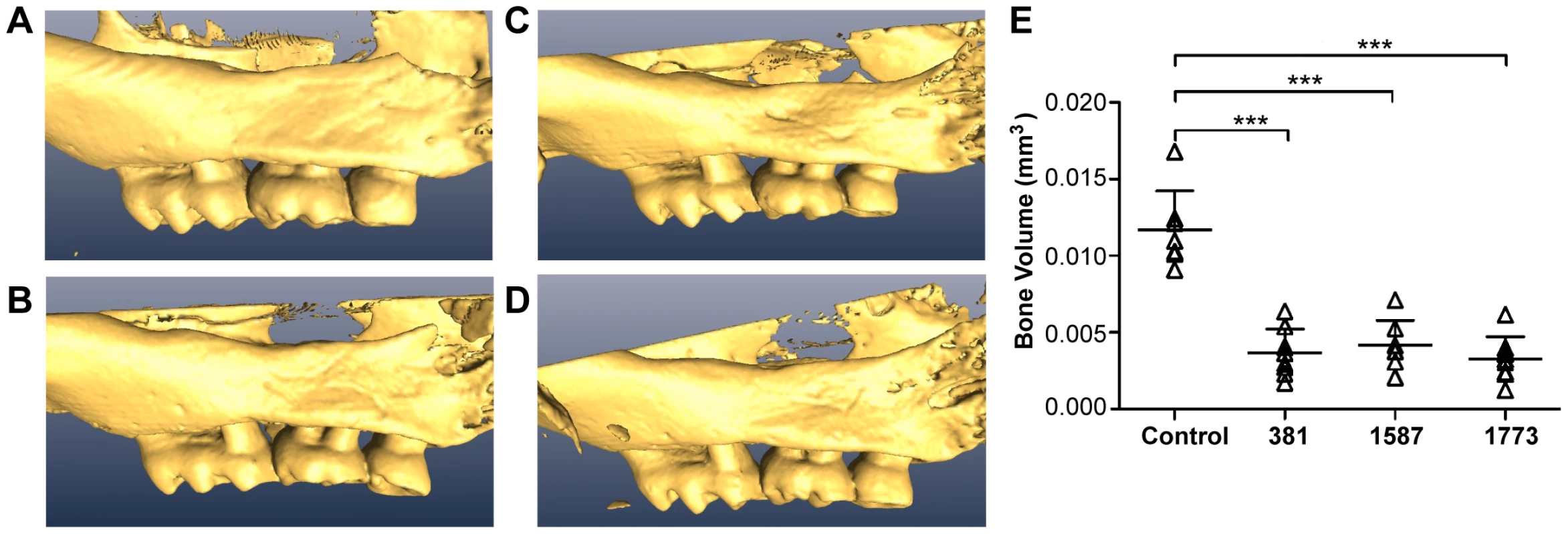 Expression of immunologically silent, agonistic or antagonistic lipid A does not alter the ability of the pathogen to induce oral bone loss.