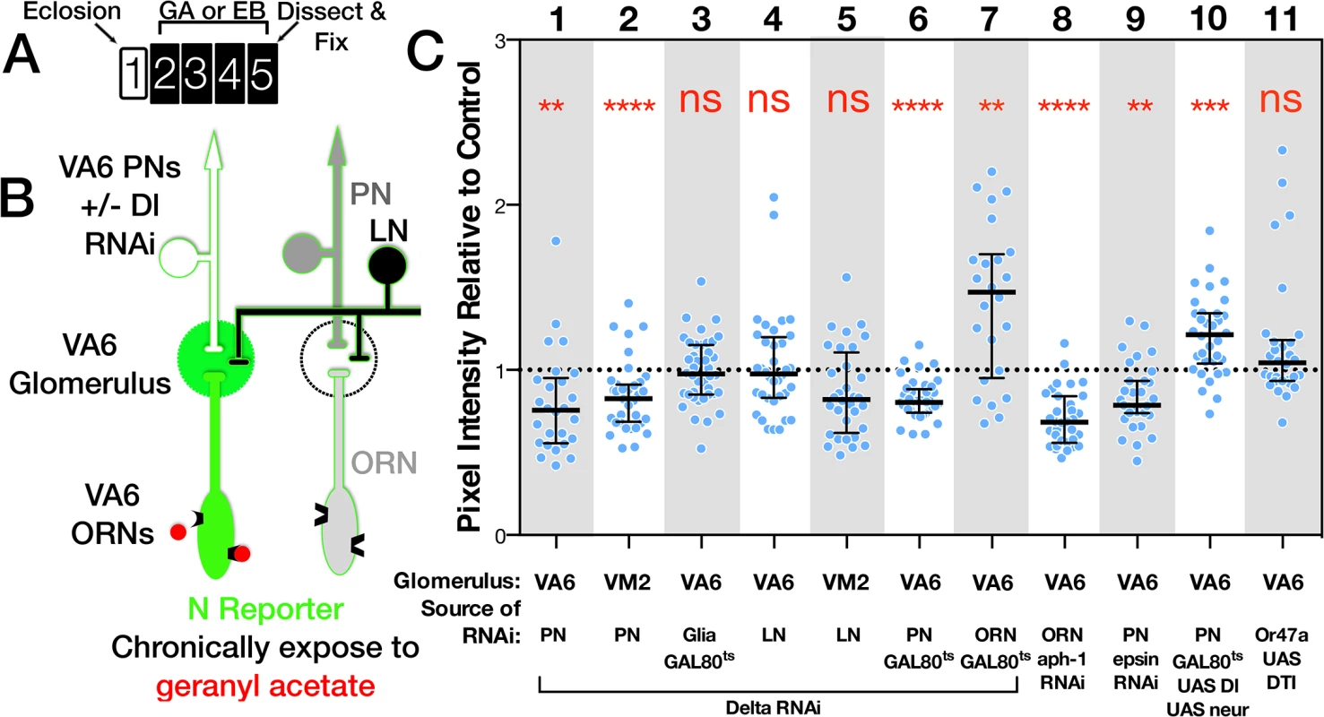 The source of the ligand for N reporter activity in ORNs is PNs.
