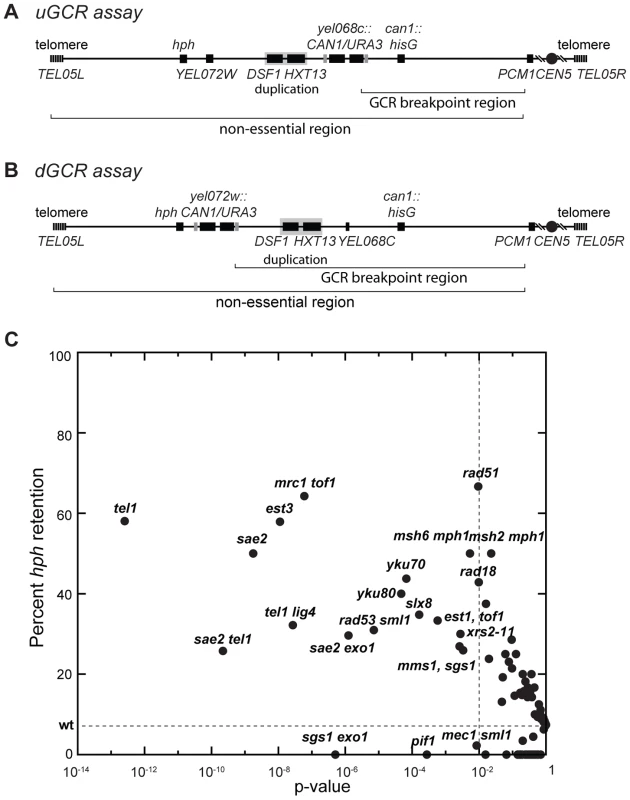 Biased distribution of GCRs retaining <i>hph</i>.