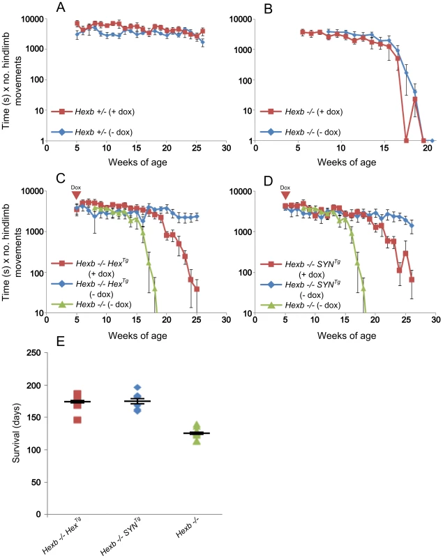 Suppression of <i>Hexb</i> expression results in development of stereotypic Sandhoff disease.