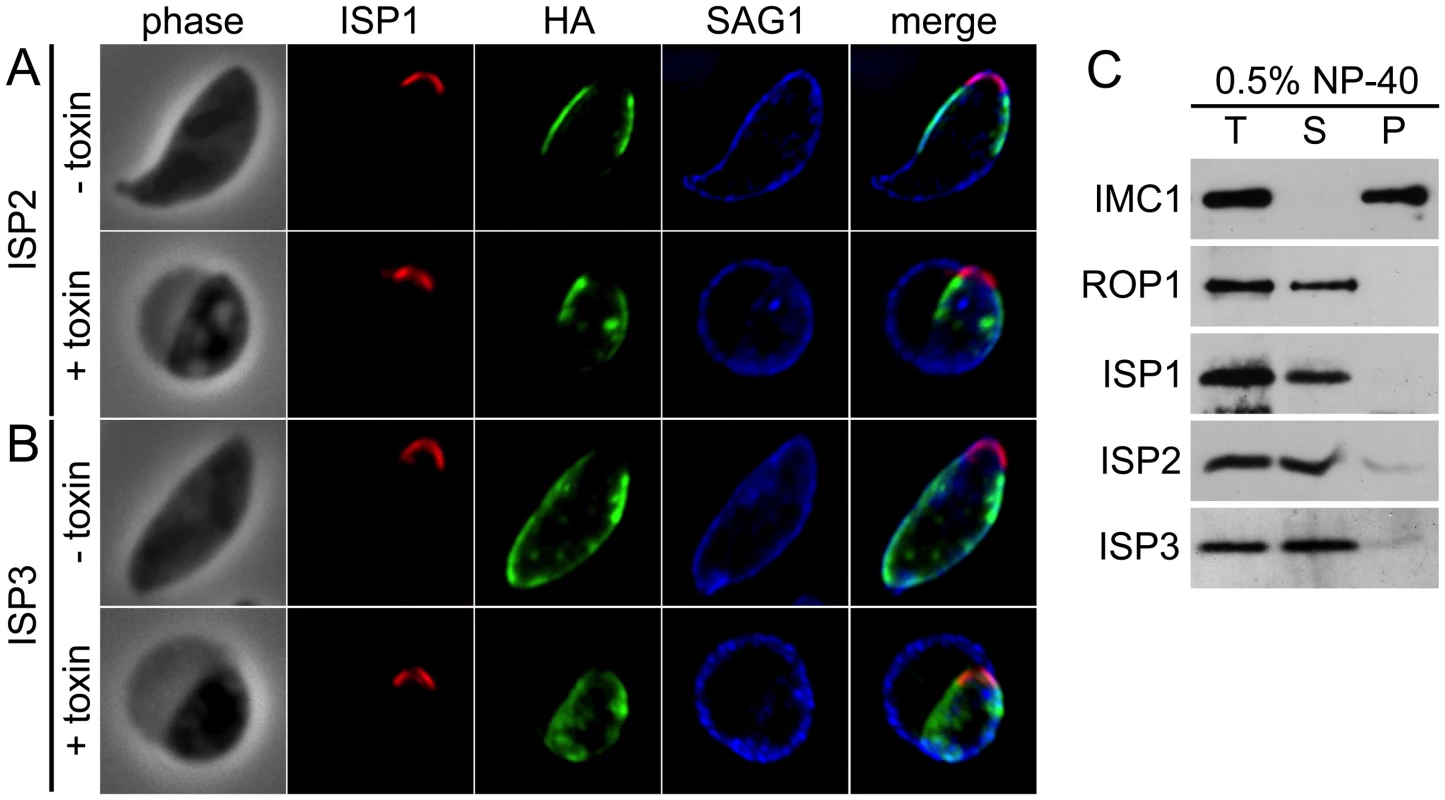 ISPs associate with the IMC but are not imbedded in the underlying protein meshwork.