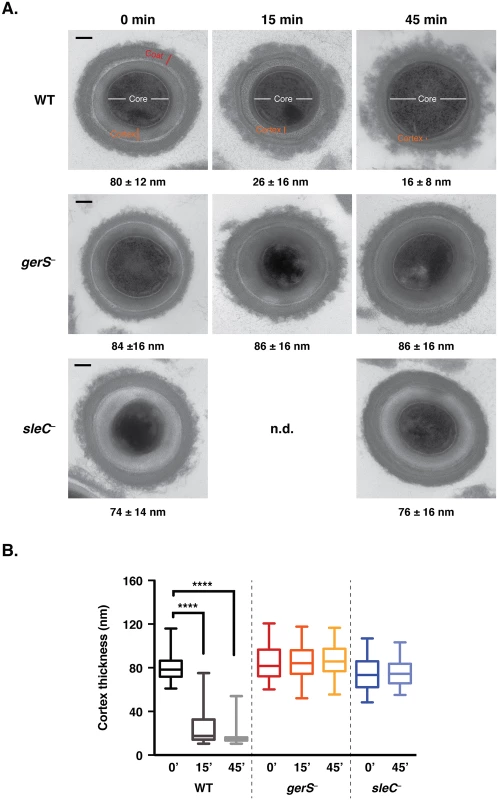 <i>gerS</i><sup>−</sup> spores are defective in cortex hydrolysis.