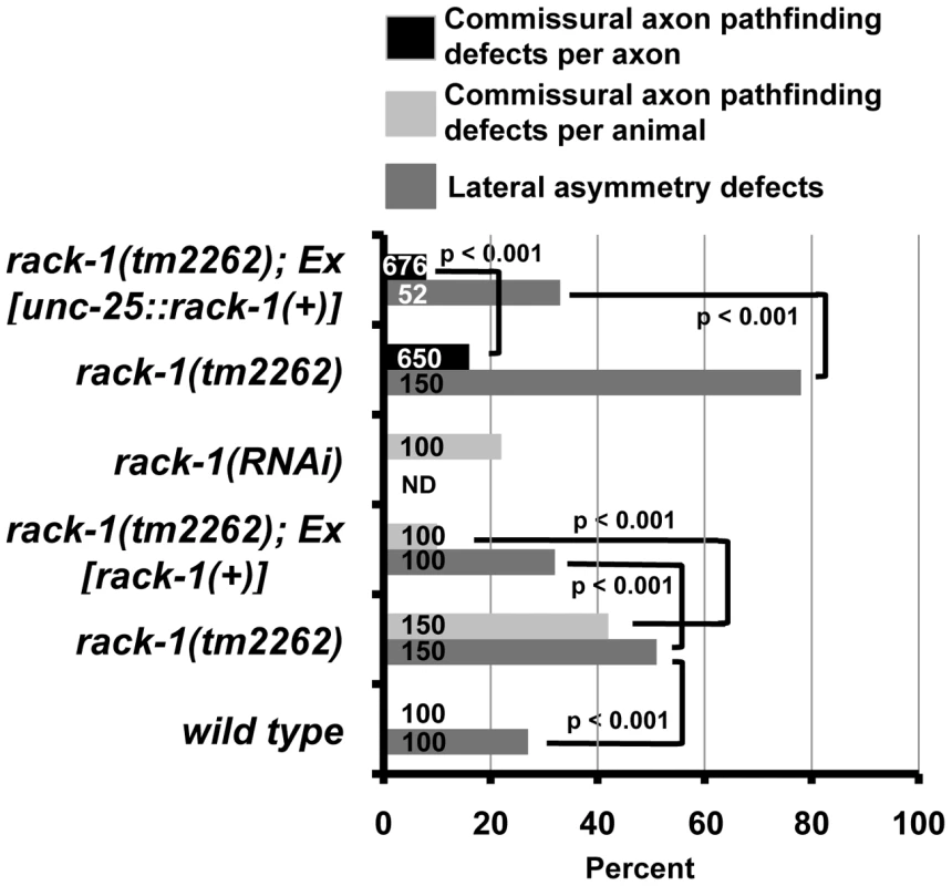 RACK-1 acts cell-autonomously in VD/DD motor axon pathfinding.