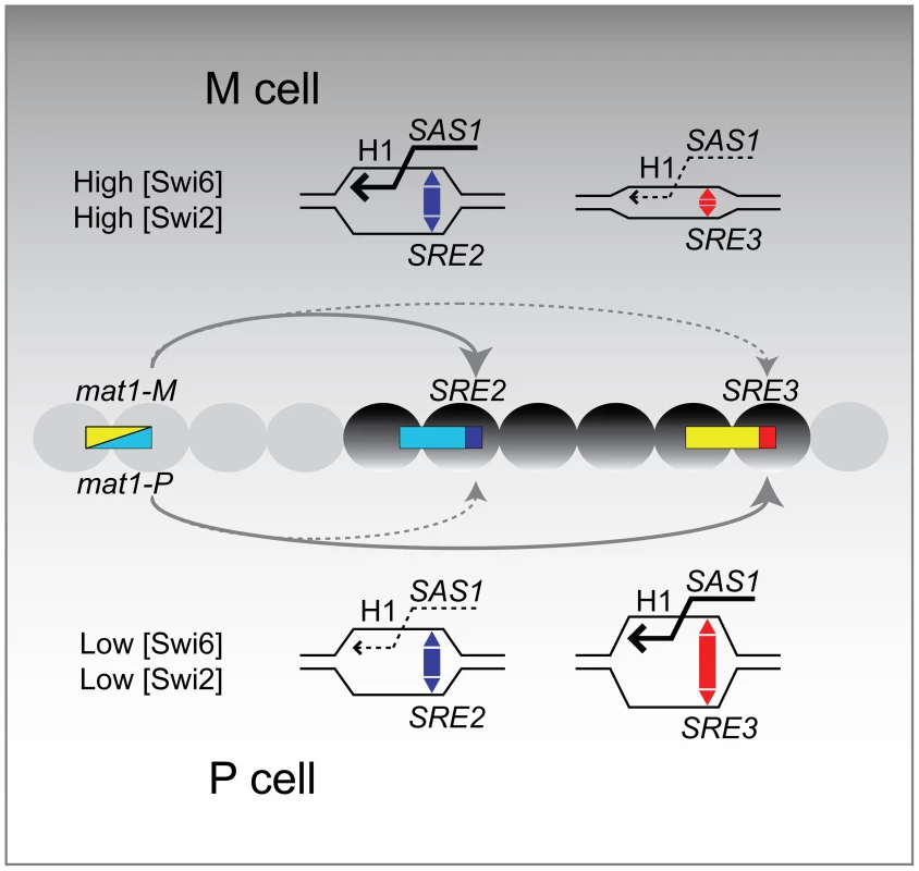 Model for the directionality of mating-type switching.