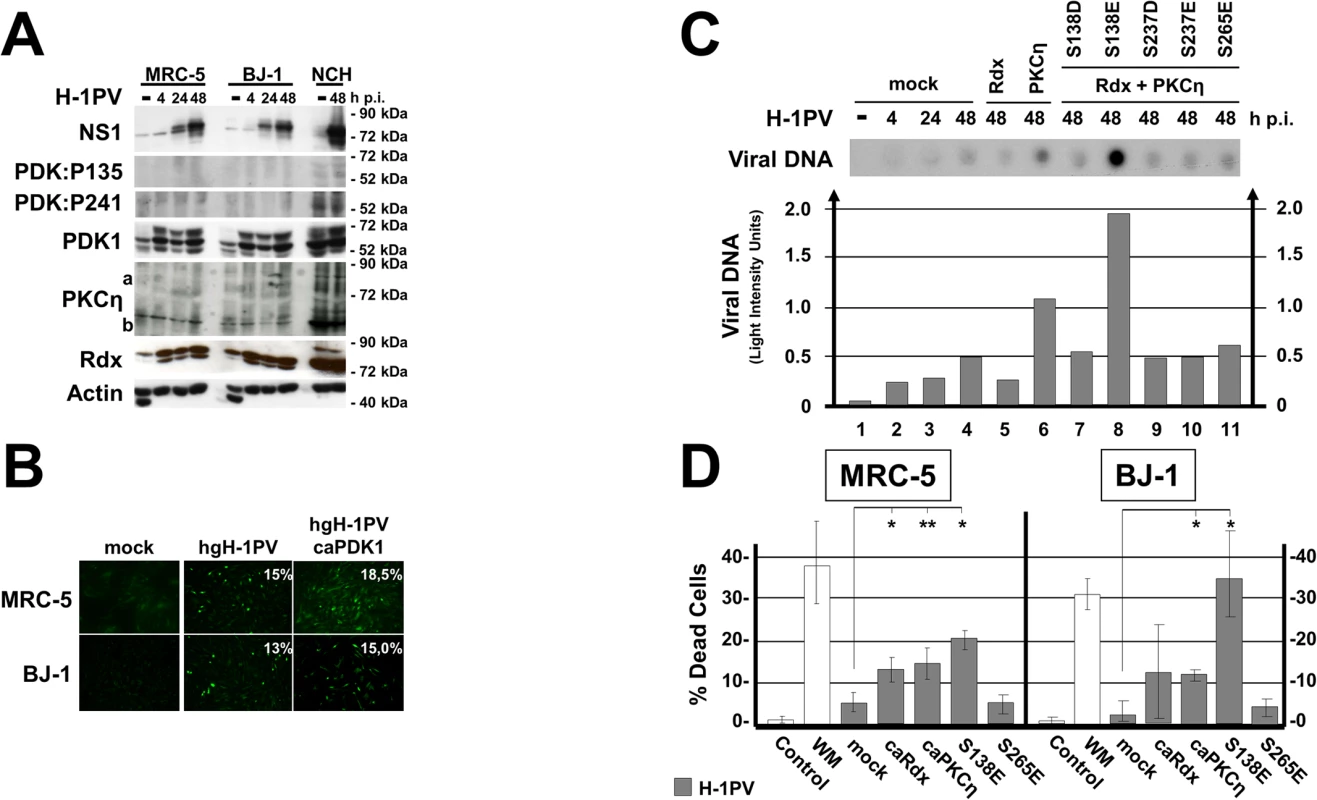 Impact of activated PDK1 on cell permissiveness for PV infection.