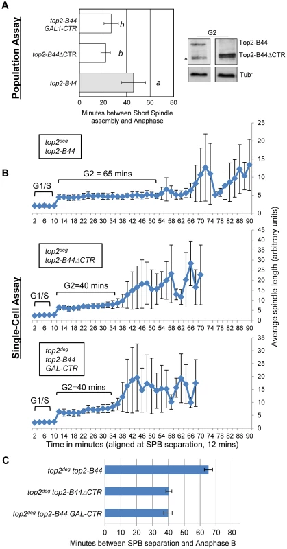 The C-Terminal Region (CTR) is Required for Checkpoint Activation by Top2-B44.