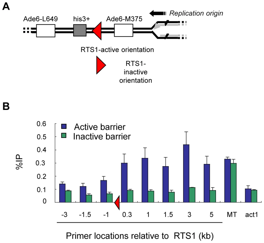 γH2A forms at an ectopic RTS1 replication fork barrier.