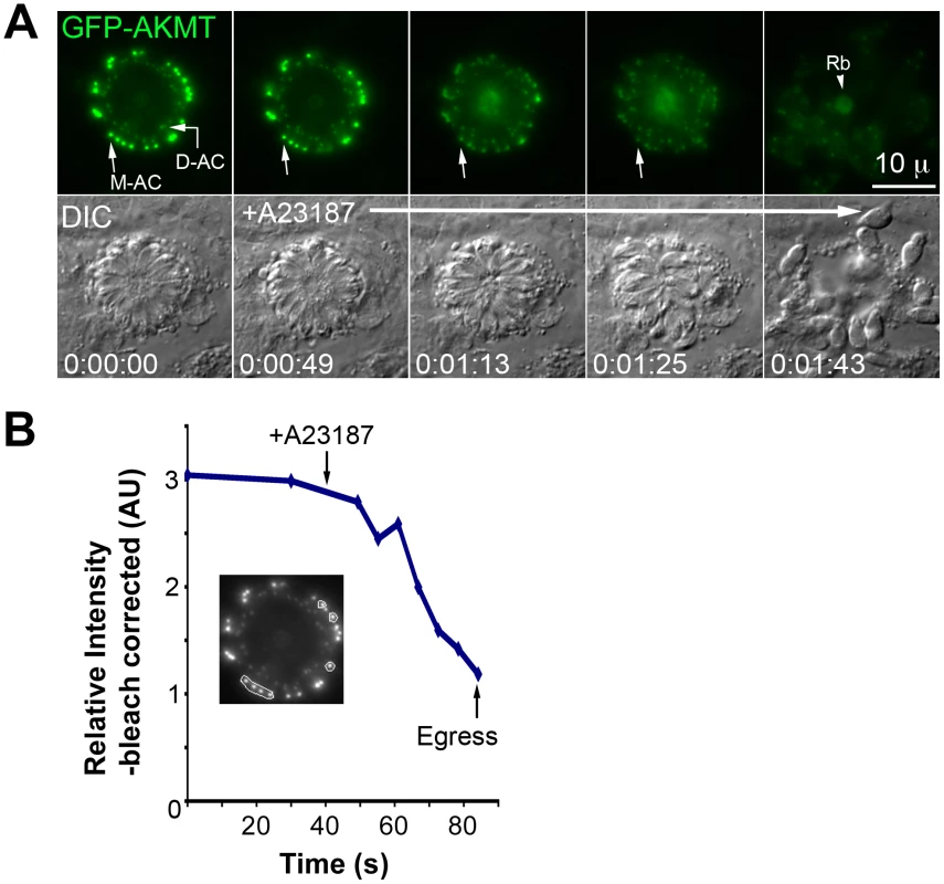 Elevated [Ca<sup>2+</sup>] triggers the dispersal of AKMT from the apical complex before A23187 induced parasite egress.