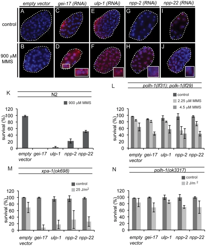 New factors in damage tolerance in the early embryo.