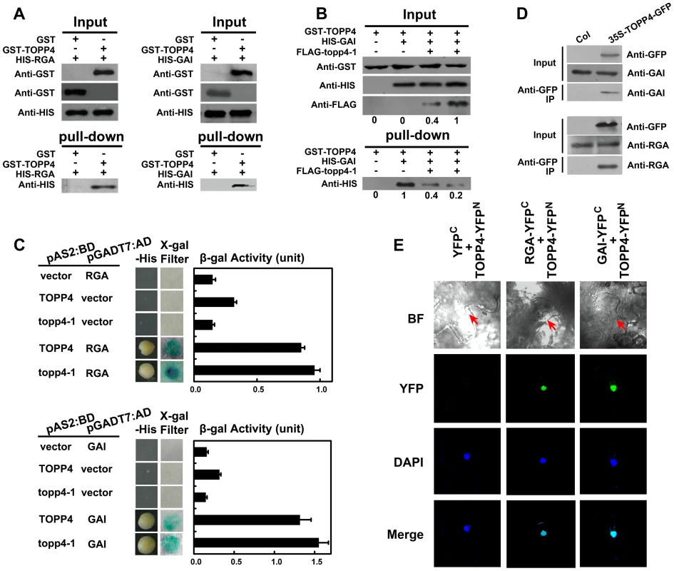 TOPP4 can interact with RGA and GAI both <i>in vitro</i> and <i>in vivo</i>.