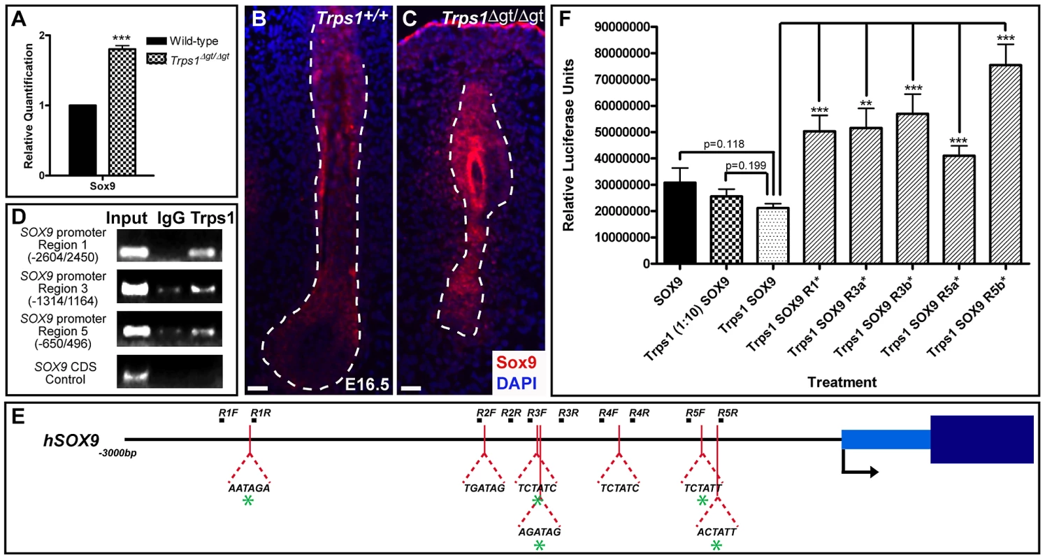 Trps1 directly represses the expression of <i>Sox9</i> in the vibrissa follicle.