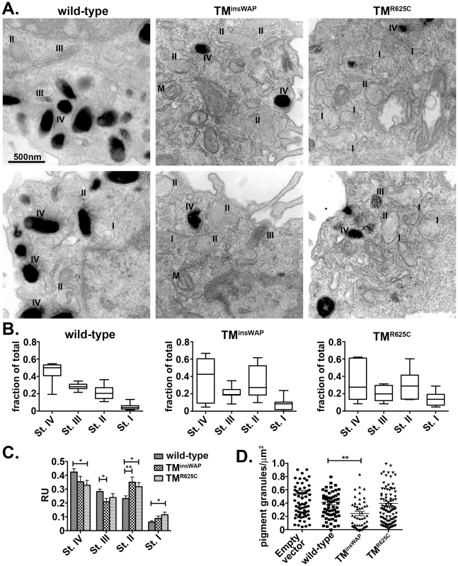 Reduced melanosome pigmentation in melanocytes expressing PMEL TMD mutants.