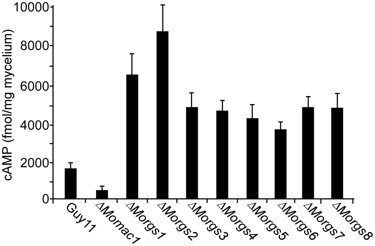 <i>MoRGS</i> genes regulate intracellular cAMP levels during pathogenesis.
