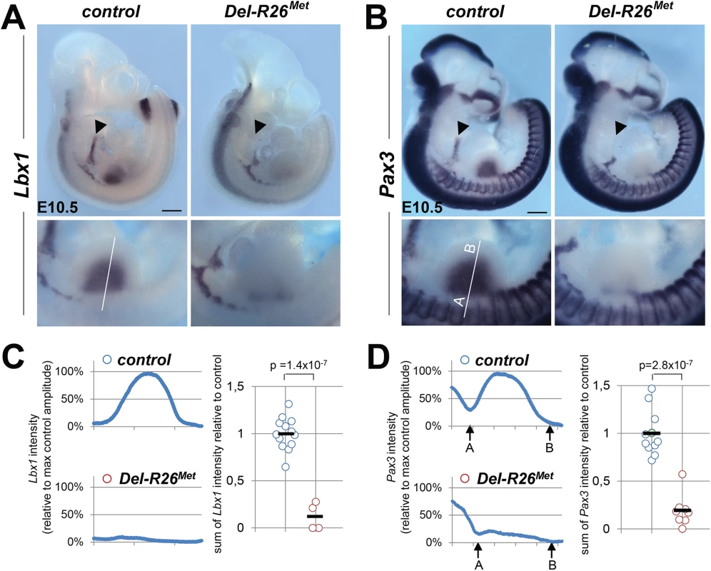 Myoblast migration is impaired in <i>Del-R26</i><sup><i>Met</i></sup> mutants.