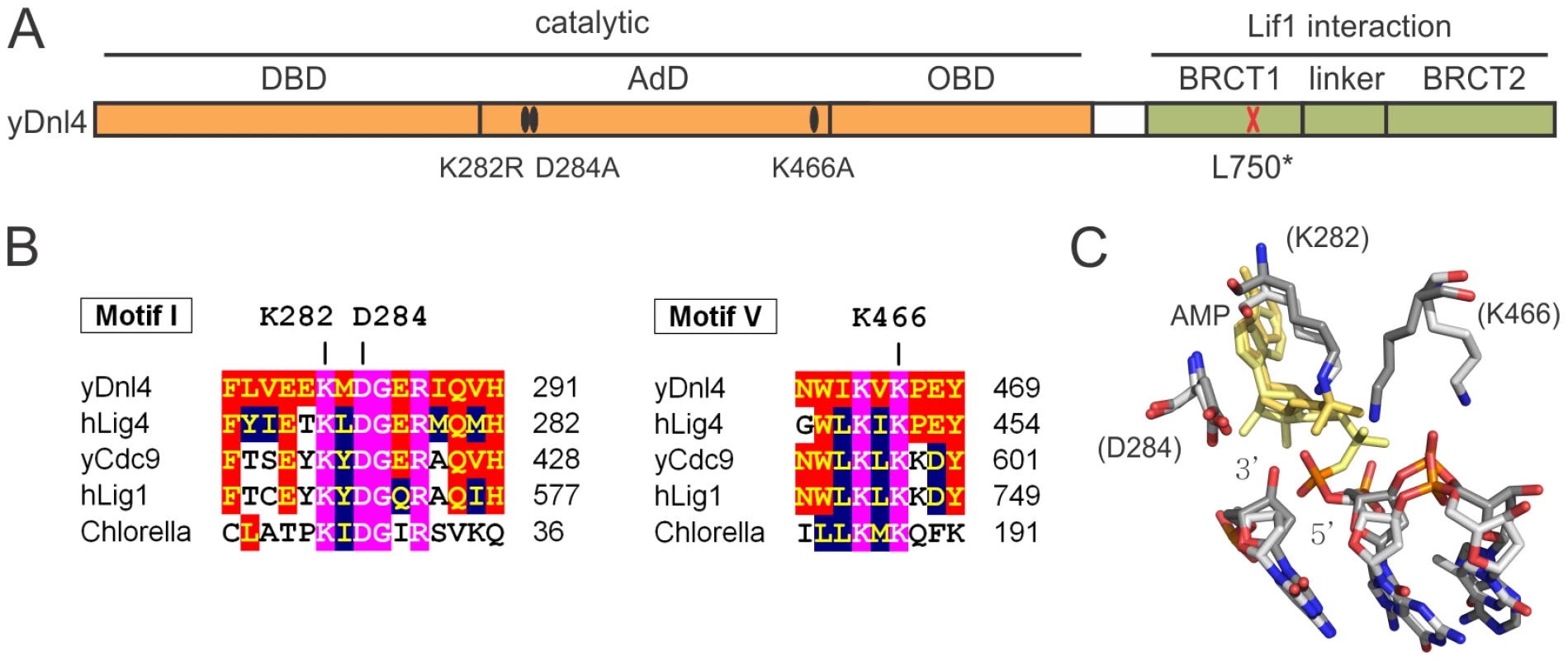 Dnl4 mutations under study.