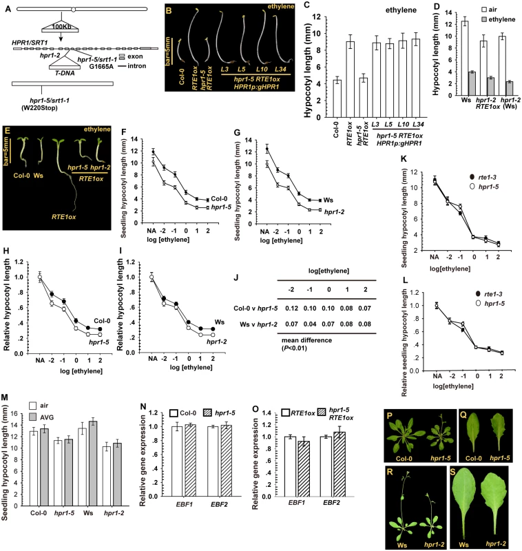 The cloning and isolation of <i>HPR1</i>/<i>SRT1</i> and the mutants.