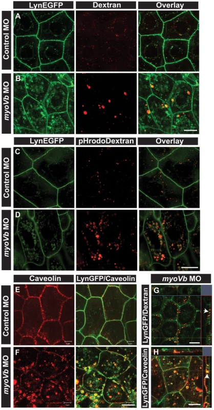 Endocytosis from apical and basolateral domain contributes to endosome and lysosome formation.