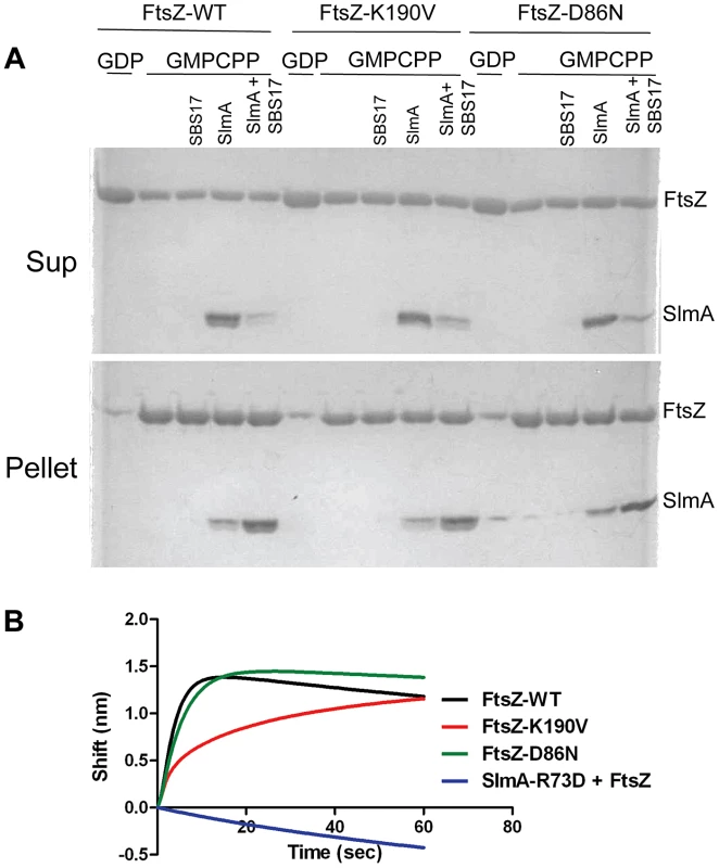 FtsZ-K190V and FtsZ-D86N bind SlmA.