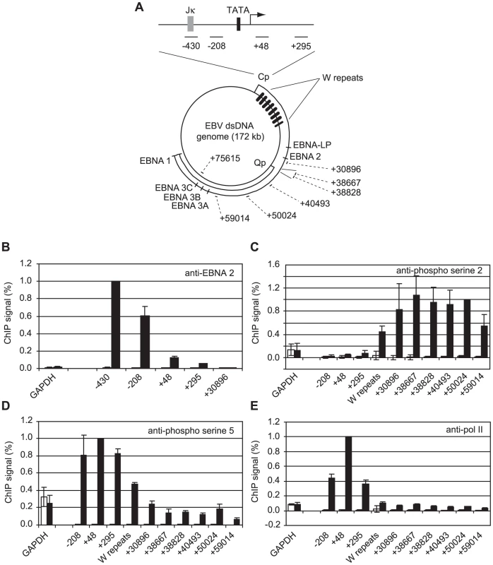 High-level pol II accumulation at Cp and CTD phosphorylation at distal EBV genome regions.