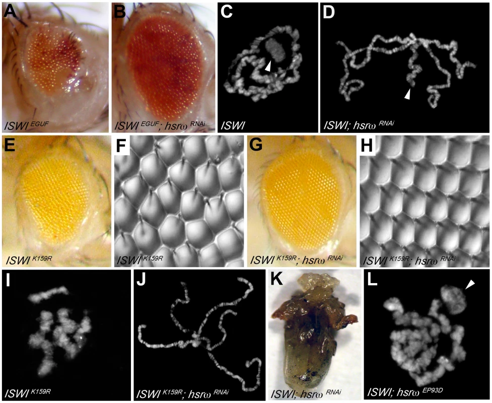 Loss of the hsrω ncRNA suppresses <i>ISWI</i> mutant defects.