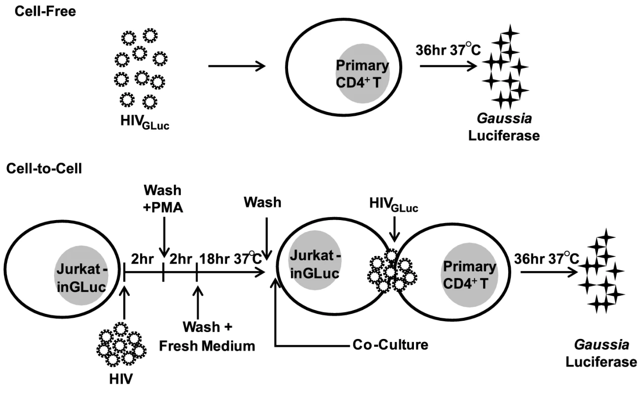 Experimental design for comparing cell-free to cell-to-cell transmission of HIV-1.