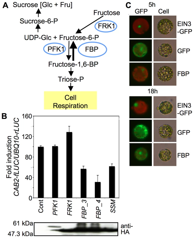 Function and localization of FBP in response to fructose.