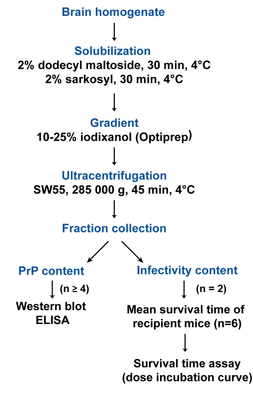 Flow diagram describing the sedimentation velocity protocol and the analysis of prion particles infectivity with regard to PrP<sup>Sc</sup> content.