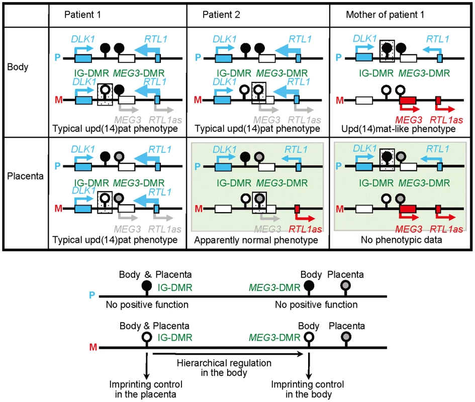 Schematic representation of the observed and predicted methylation and expression patterns.