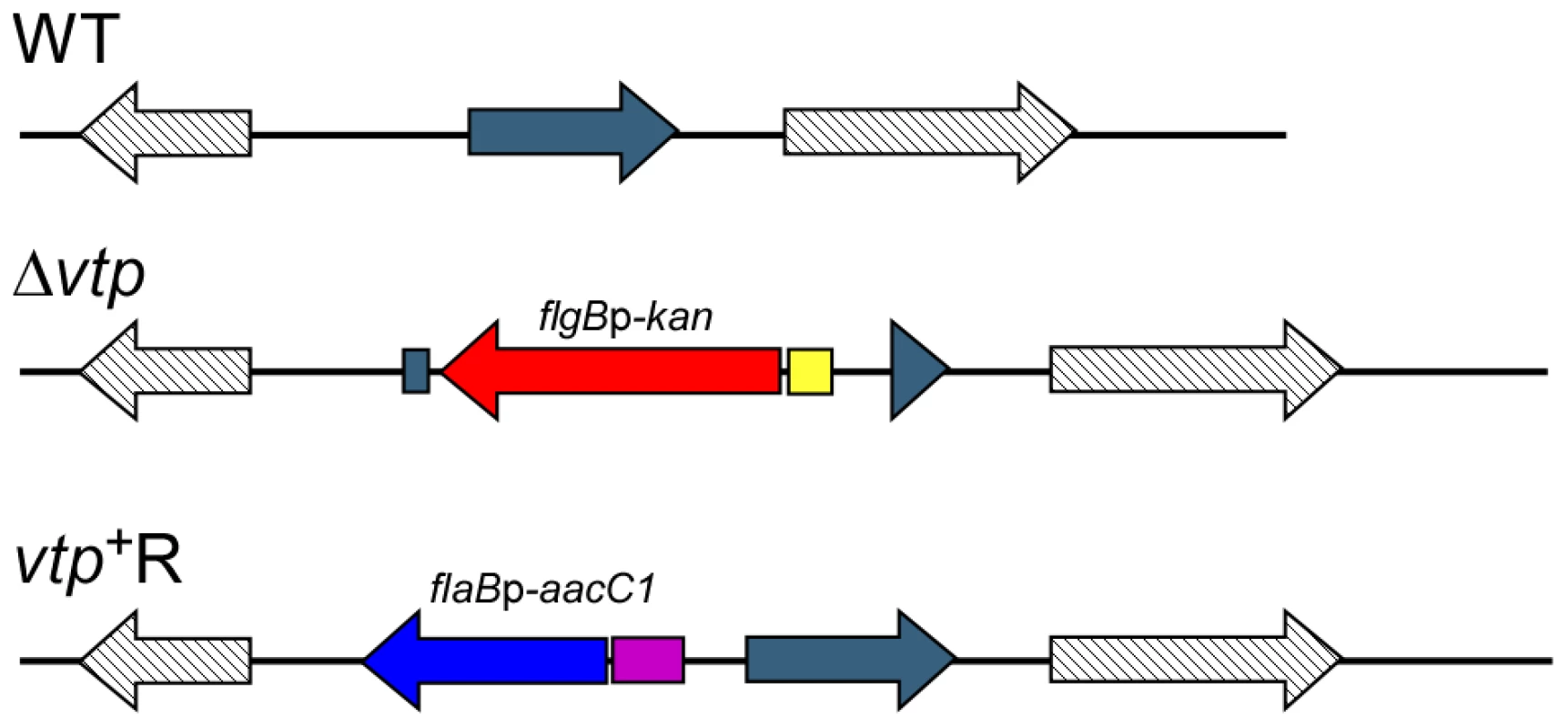 Diagram of the <i>vtp</i> locus in the wild-type, Δ<i>vtp</i> mutant and reconstituted strain <i>vtp</i><sup>+</sup>R.