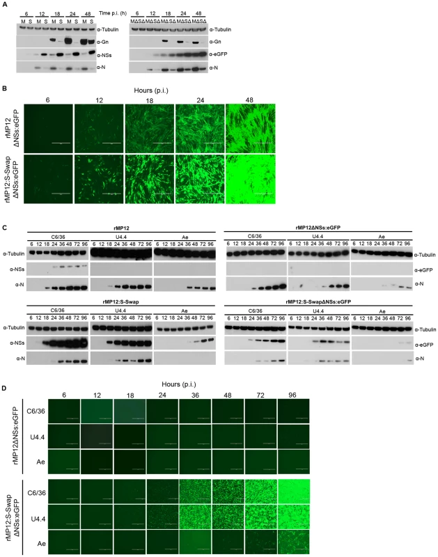 Protein expression by recombinant viruses.