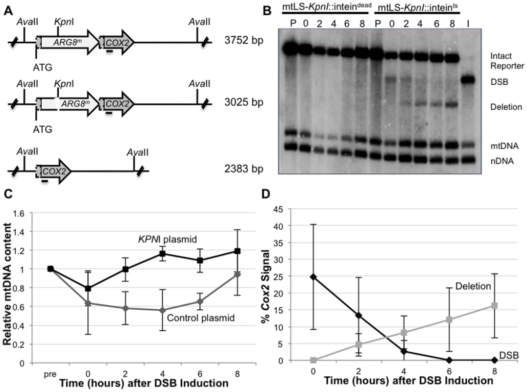 Inducing a specific mitochondrial DSB.