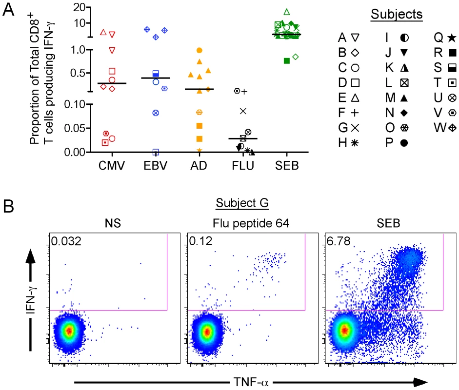 IFN-γ production as a basal marker of activation for antiviral CD8<sup>+</sup> T cells.